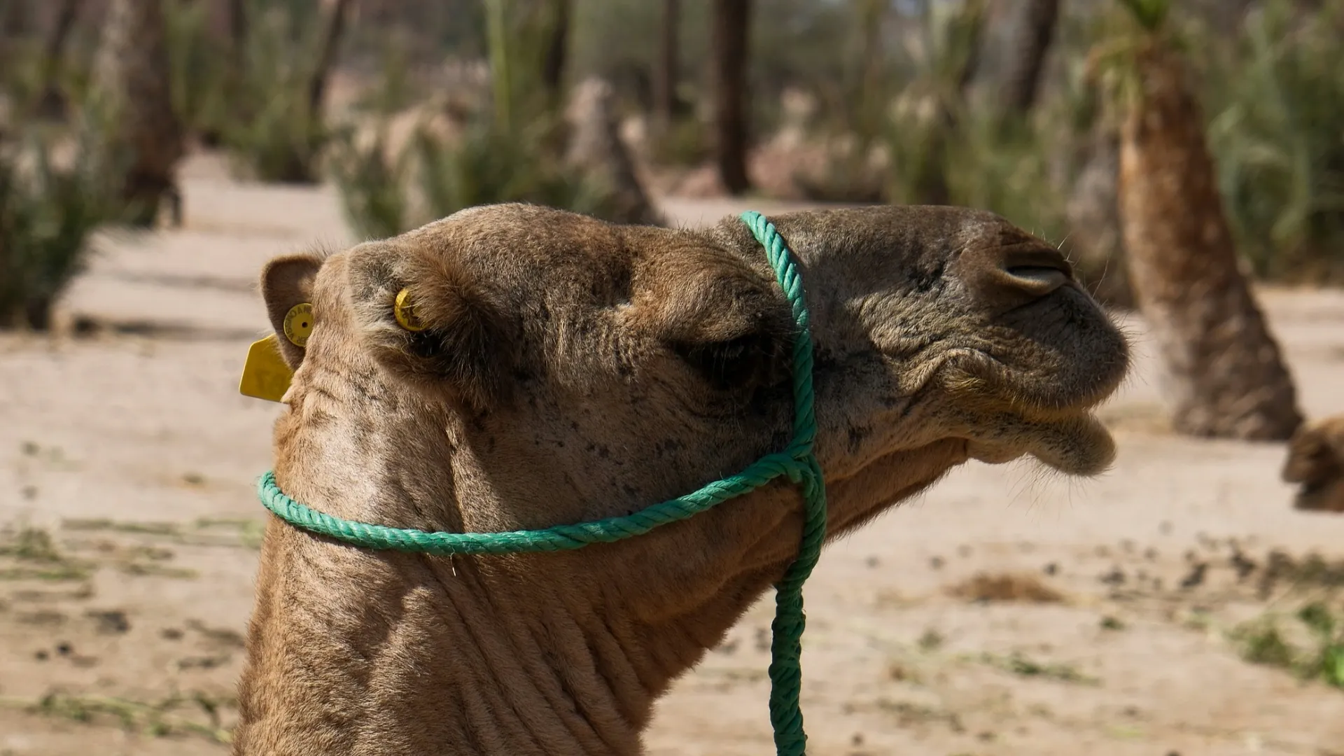 marrakech camel