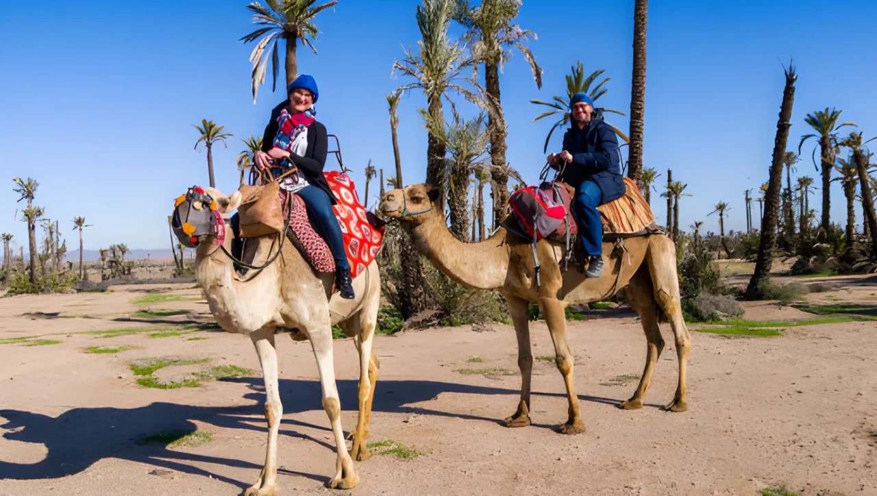 marrakech camel