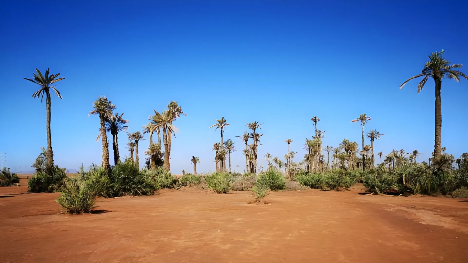 quad palmeraie marrakech