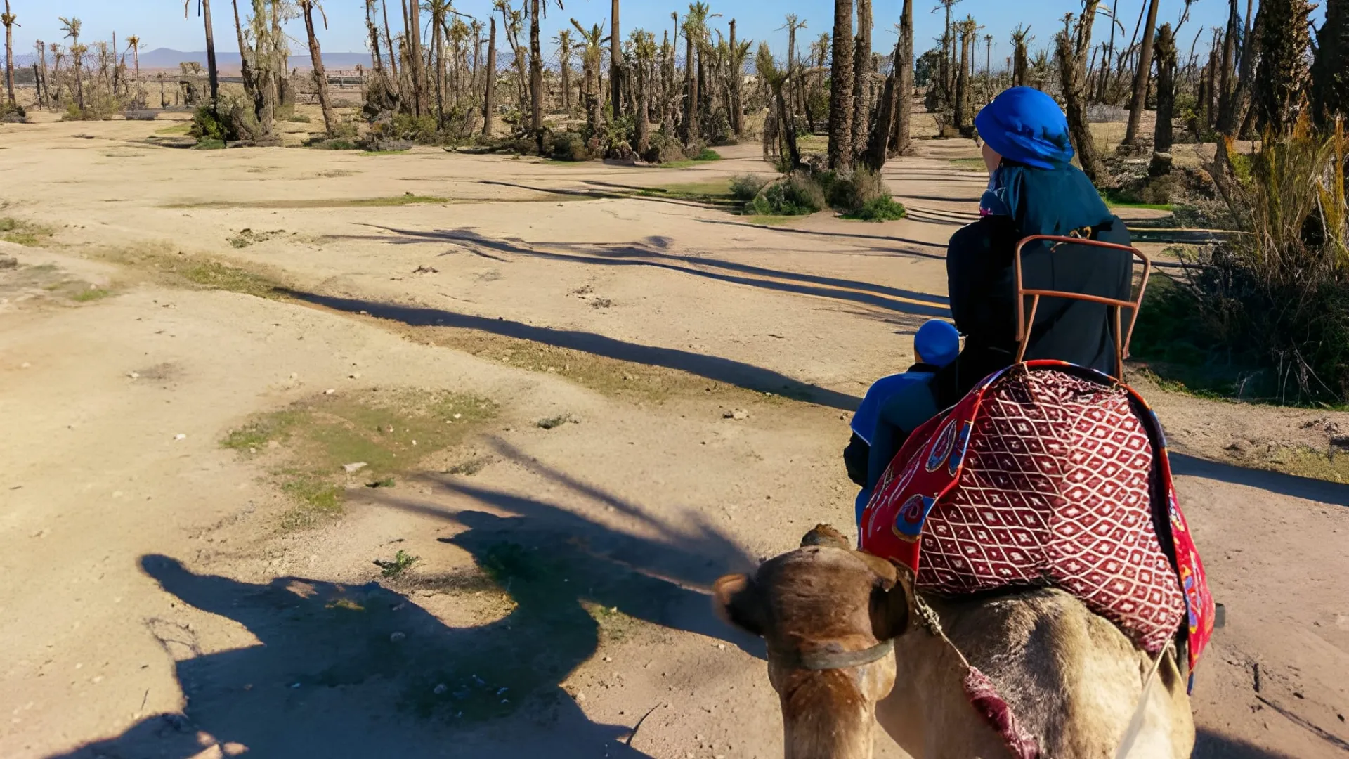 marrakech camel